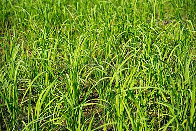 官方公布《怪物猎人物语2：毁灭之翼》亚尤利娅角色介绍视频